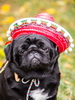 Pug in Hat_Thumb