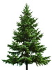 Christmas Tree_Thumb