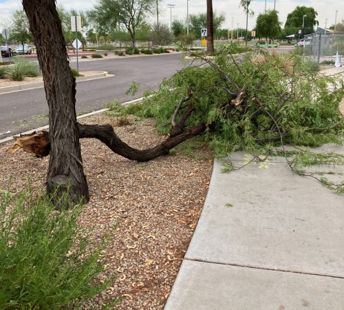 Storm Cleanup