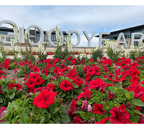 Goodyear flowers