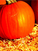 pumpkin-thumbnail